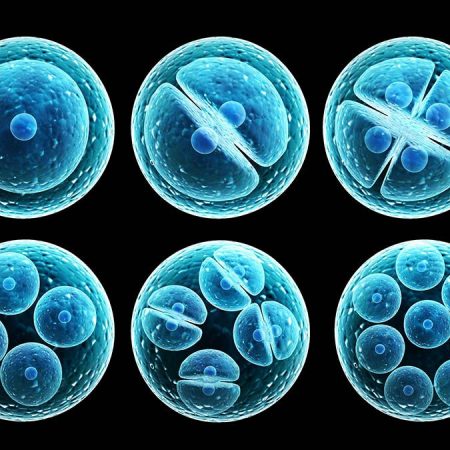 Los beneficios de las células madre _ El blog de Meritxell